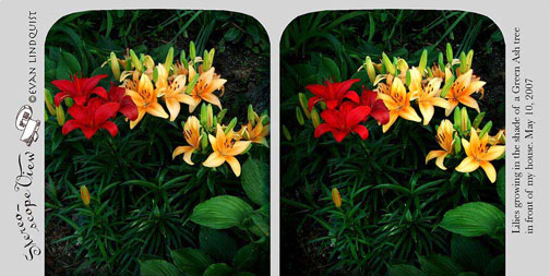 Evan Lindquist artist-printmaker, stereoview, colorful lilies
