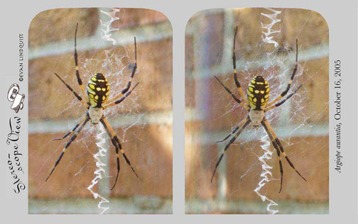 Evan Lindquist artist-printmaker, stereo view, Garden Spider